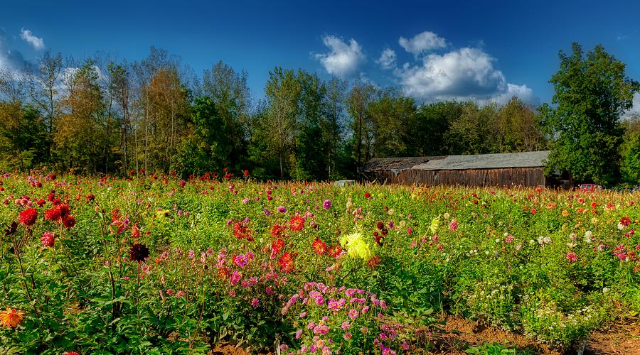 Connecticut Flower Farm Photograph by Mountain Dreams - Pixels