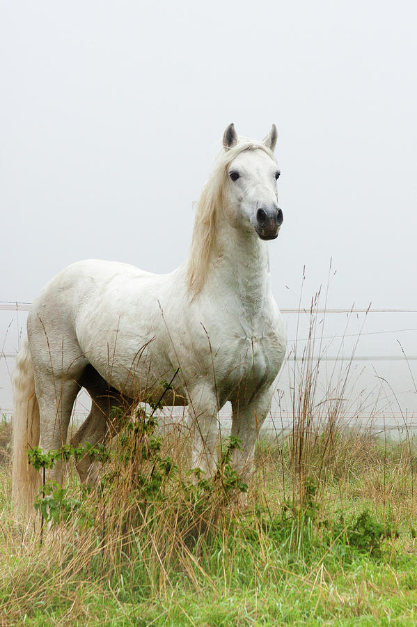 Connemara Pony Stallion Photograph by Satu Pitkänen