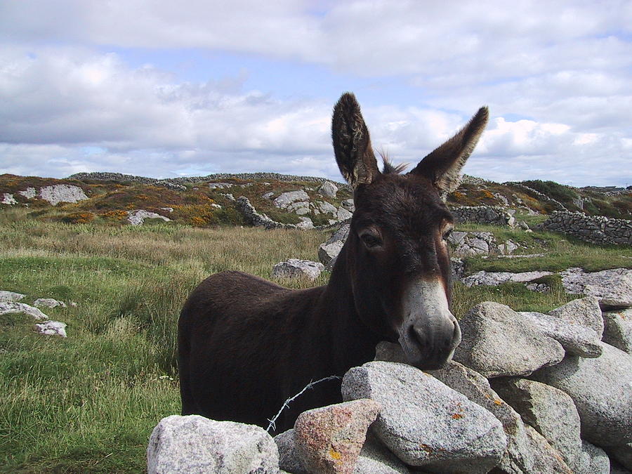 Donkey Painting - A typical GALWAY  RESIDENT by Val Byrne