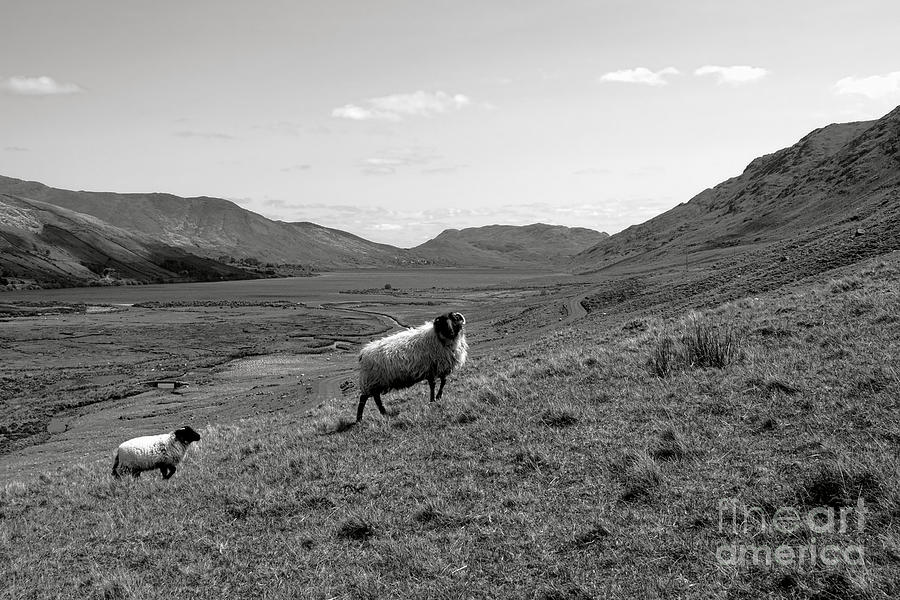 Connemara Sheep Photograph by Olivier Le Queinec