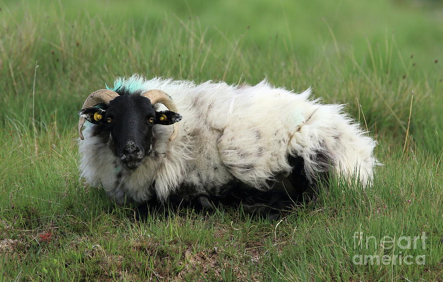 Connemara sheep by Peter Skelton Connemara sheep by Peter Skelton