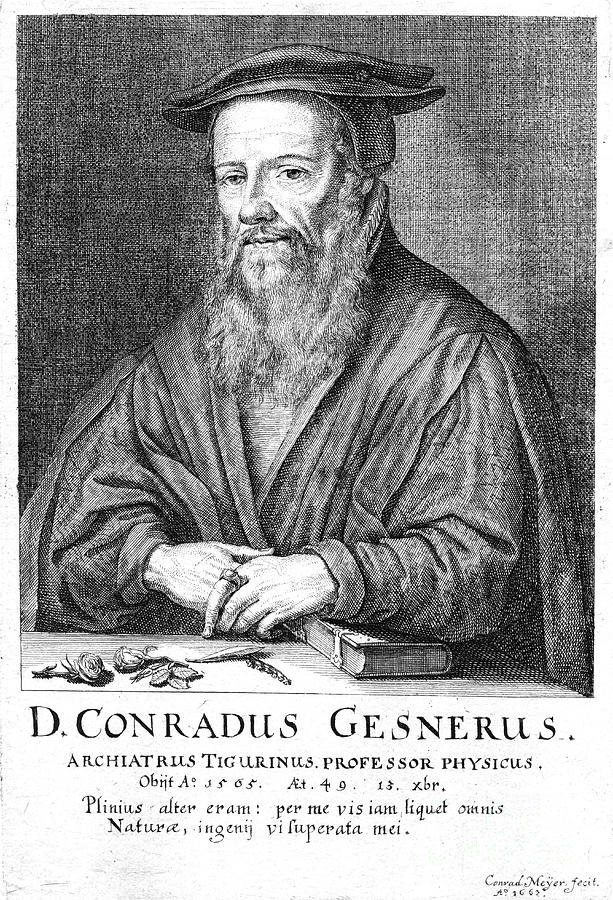 Conrad Gesner, 16th Century Swiss Drawing by Print Collector