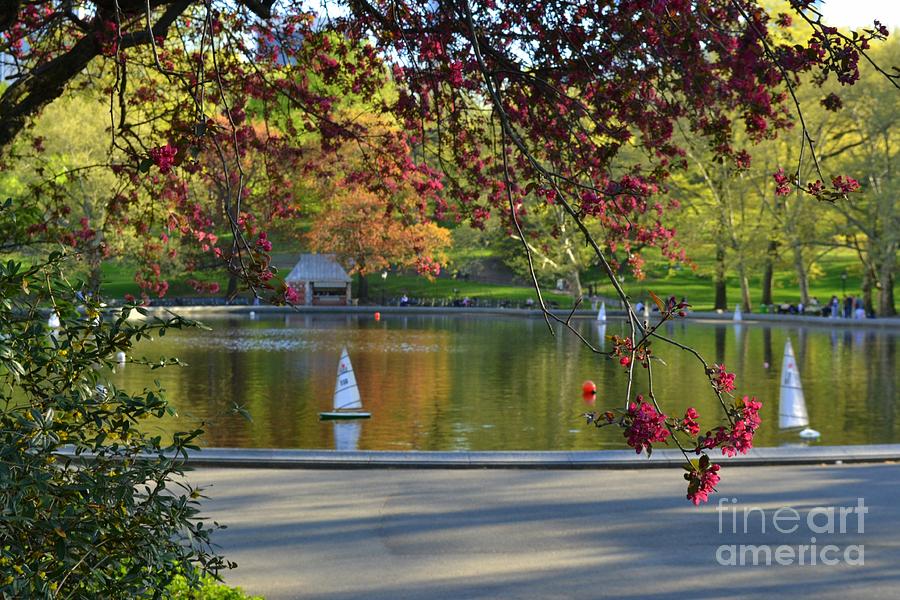 Conservatory Water - Central Park New York Photograph by Miriam Danar