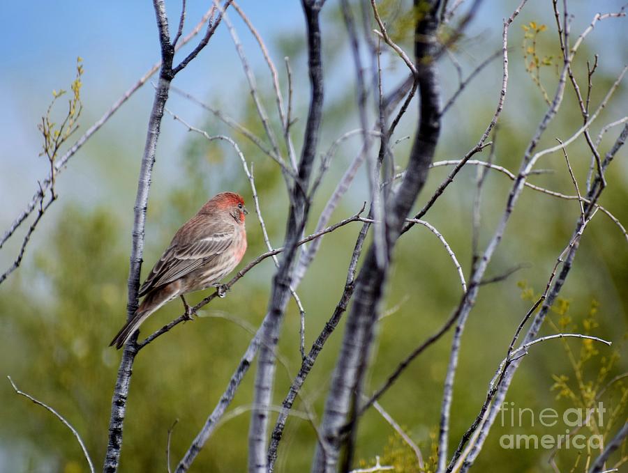 Contemplating House Finch Photograph by Janet Marie