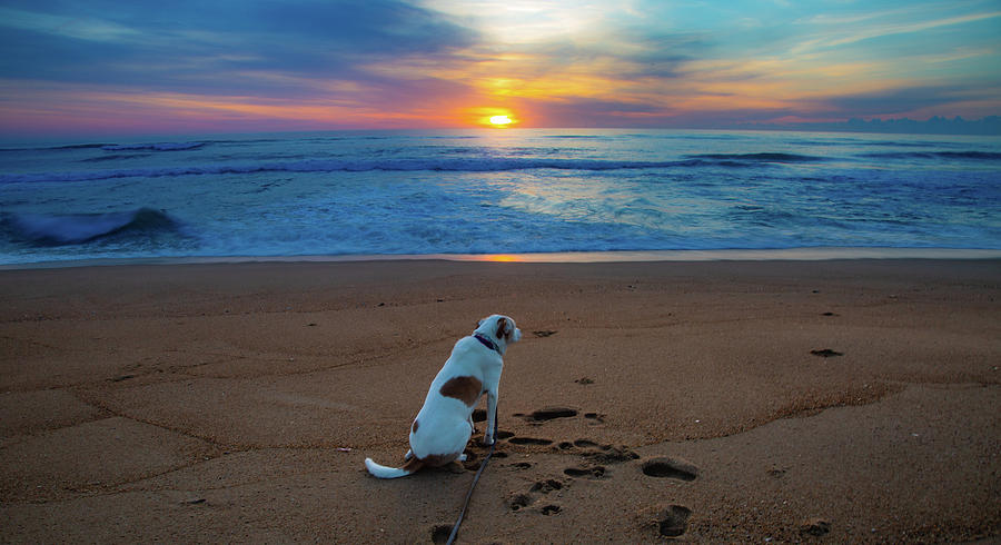 Dog Photograph - Contemplating the Days Digs by Lora J Wilson