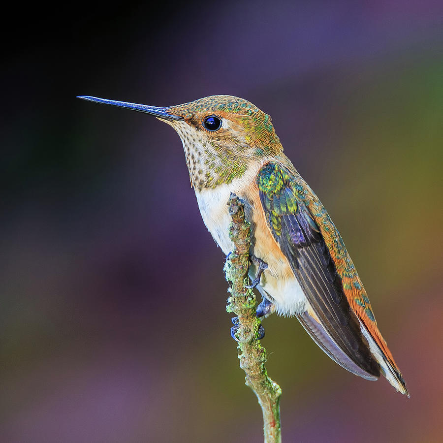 Contemplation II - Rufous Hummingbird Photograph by Briand Sanderson