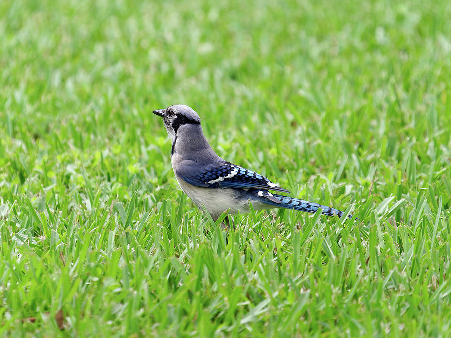 Contemplation Of A Blue Jay Photograph