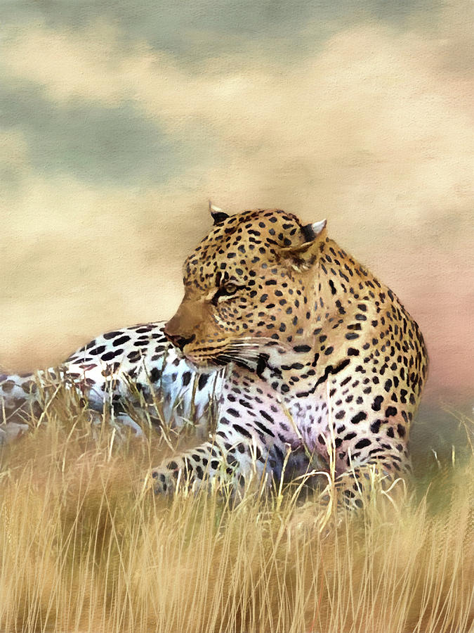 Content Leopard Photograph by Donna Kennedy