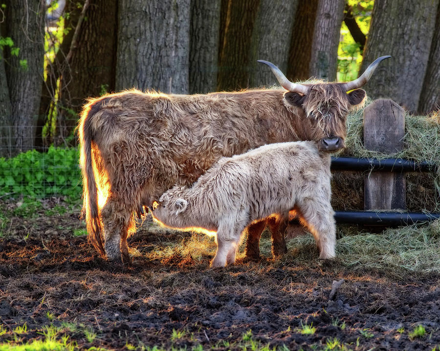 Contentment - Scottish Highland cow nursing her calf Photograph by Peter Herman