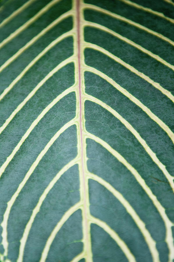 Contrast Leaf Markings Photograph