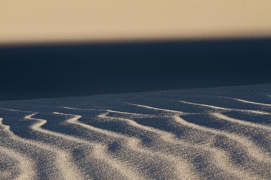 Contrasts in the Dunes Photograph by Robert Woodward