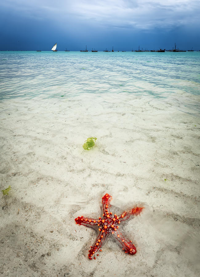 Summer Photograph - Contrasts In Zanzibar by Jeni Madjarova