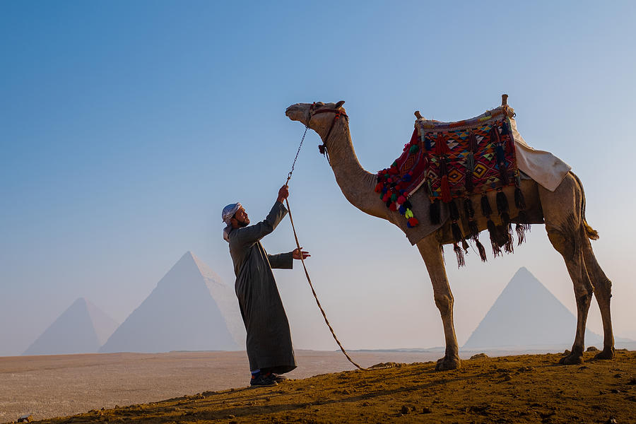 Camel Photograph - Control by Ali Khataw
