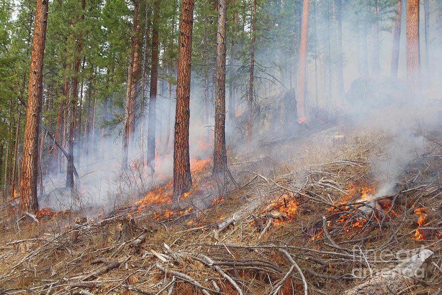 Tree Photograph - Controlled Forest Fire by Forest Service/swan Lake Ranger District, Flathead National Forest/usda/science Photo  Library