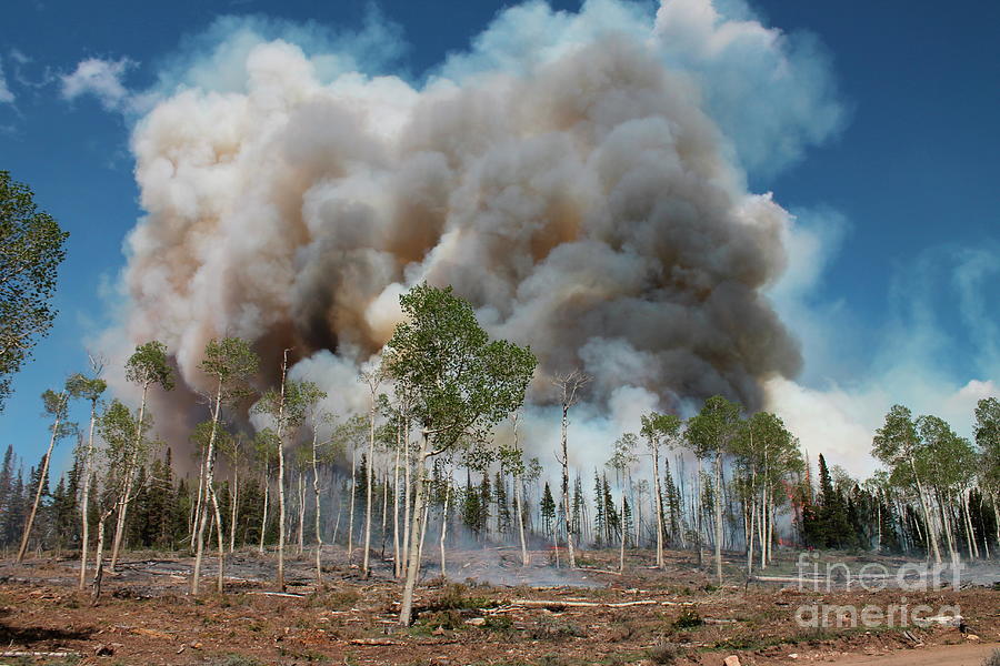 Tree Photograph - Controlled Forest Fire by John Smith/forest Service/us Department Of Agriculture/science Photo  Library