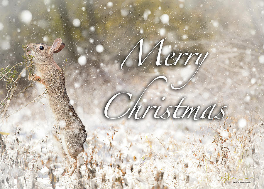 Cottontail Christmas by Carol Fox Henrichs Cottontail Christmas by Carol Fox Henrichs