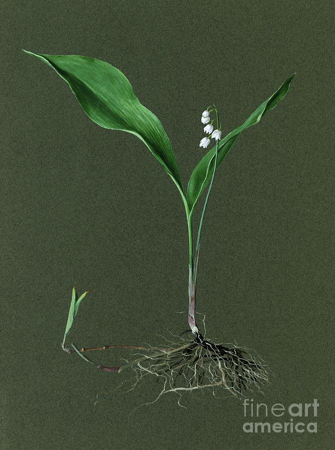 Convallaria Majalis Lily Of The Valley Drawing by Heritage Images