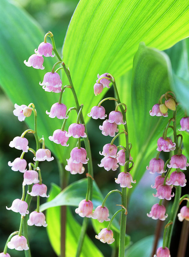 Convallaria majalis 'Pink' (Lily of the Valley)