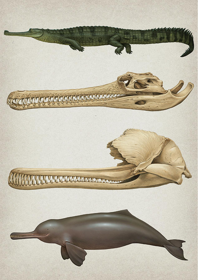Convergent Evolution Of The Skull Photograph by Heraldo Mussolini