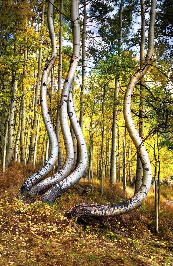 Convoluted Aspens Photograph by Norma Brandsberg