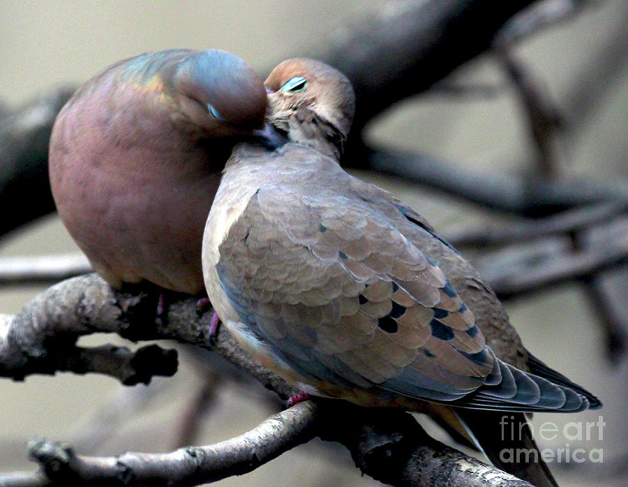 Cooing Mourning Doves 2 Photograph by Patricia Youngquist