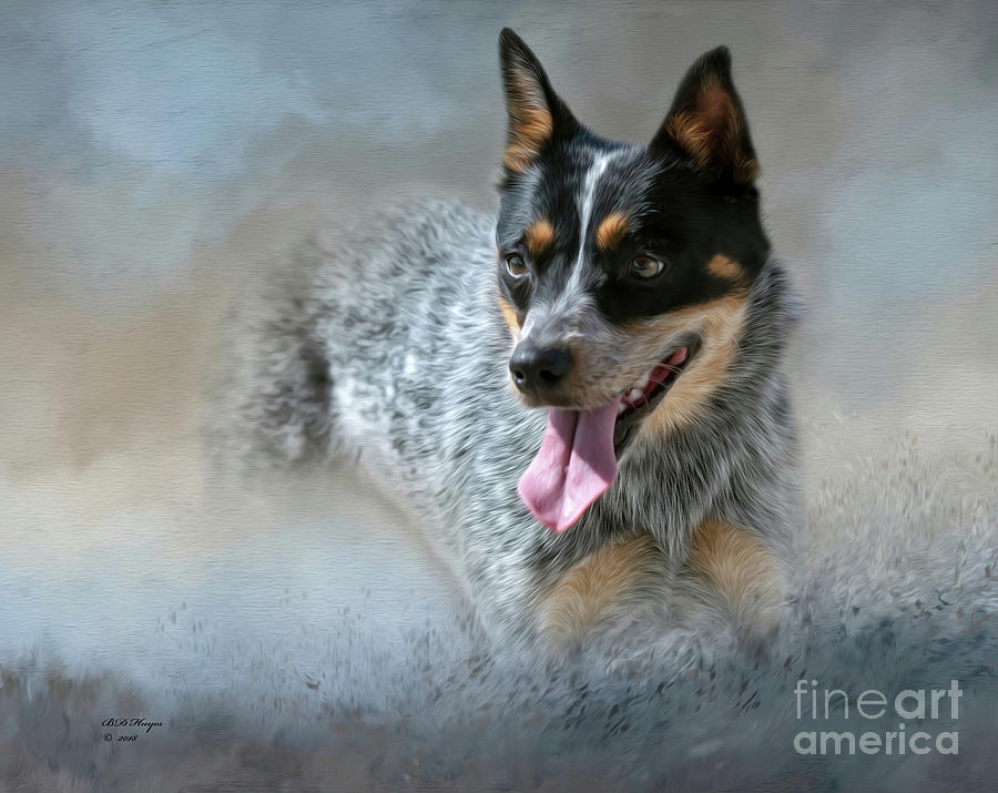 Cookie - A Blue Heeler Mixed Media by DB Hayes