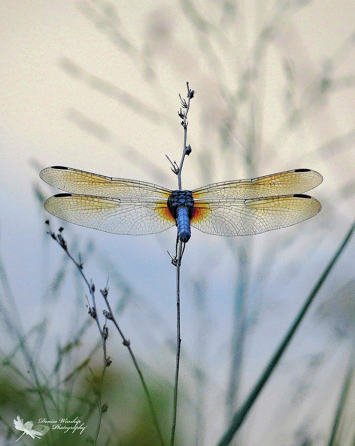 Cool Blue Dragonfly Photograph by Denise Winship
