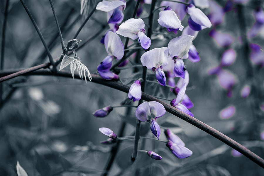 Cool Blue of Spring Photograph by ProPeak Photography
