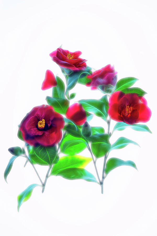 Cool Camelia by Ches Black Cool Camelia by Ches Black