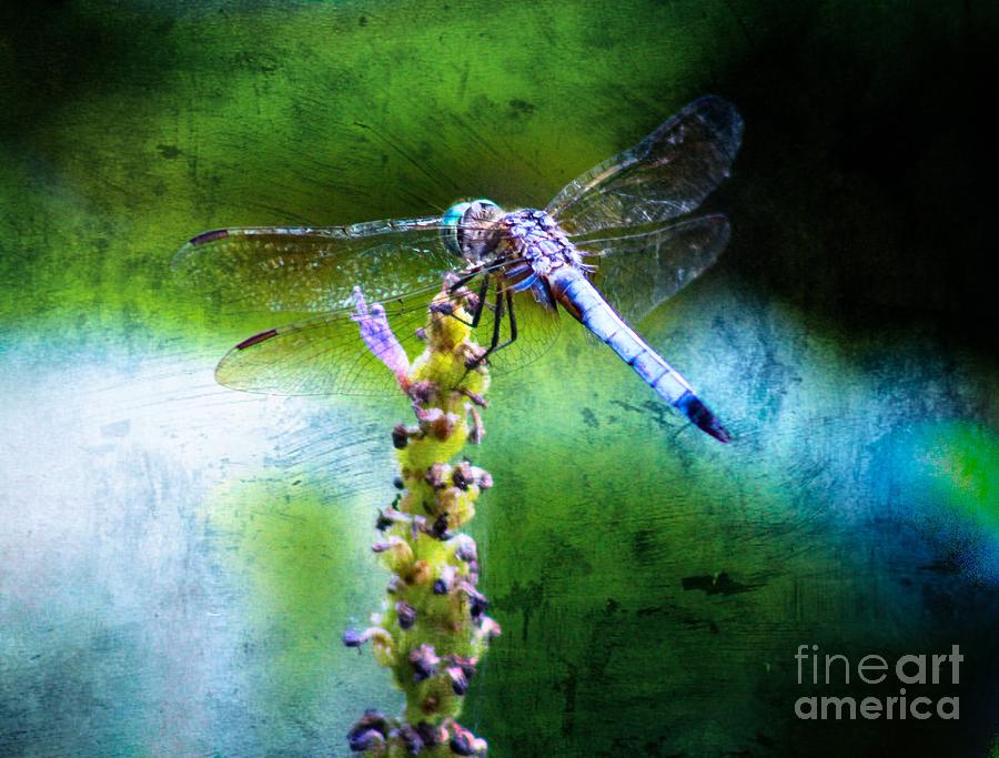 Cool Colored Dragonfly Photograph By Leslie Gatson-mudd 