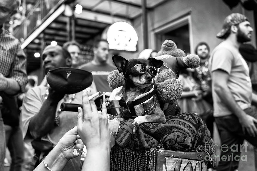 Cool Dog Photograph - Cool Dog On Bourbon Street In New Orleans by John Rizzuto Cool Dog Photograph - Cool Dog On Bourbon Street In New Orleans by John Rizzuto
