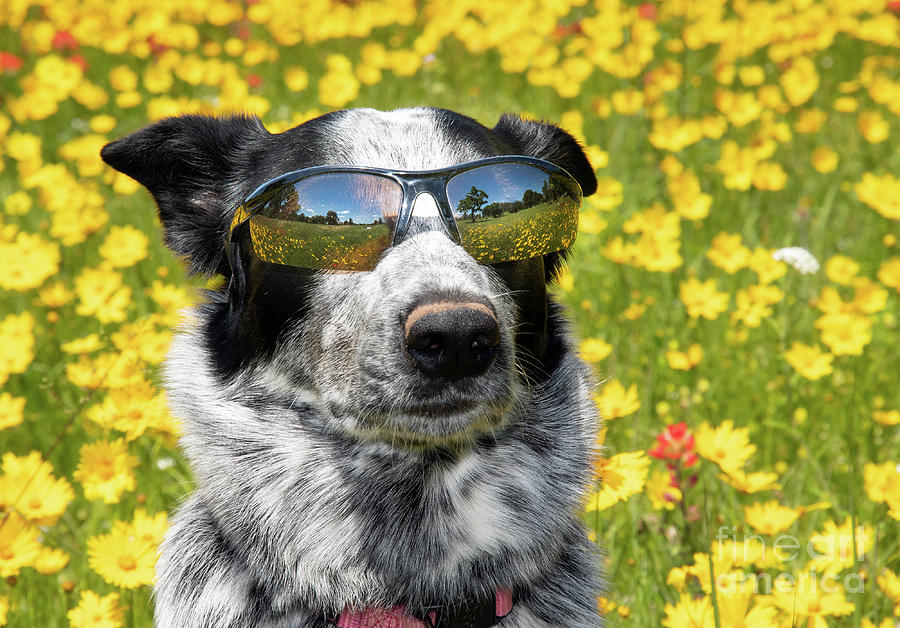 Cool Dog Photograph by Sari ONeal | Fine Art America