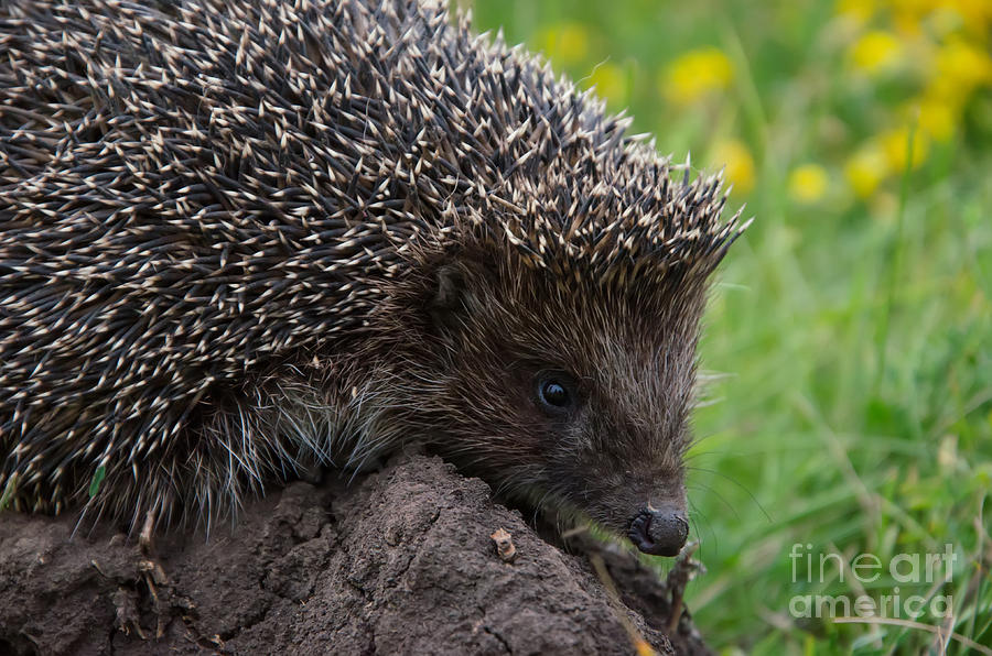 Small Photograph - Cool Hedgehog On The Ground At Nature by Valery Kalantay Small Photograph - Cool Hedgehog On The Ground At Nature by Valery Kalantay