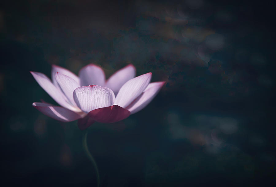 Flower Photograph - Cool In The Summer by Fangping Zhou