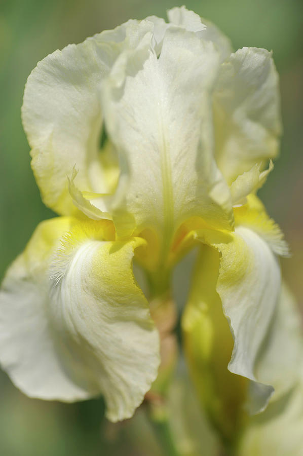 Cool Lemonade CloseUp. The Beauty Of Irises Photograph by Jenny Rainbow