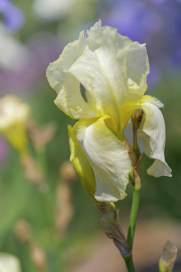 Cool Lemonade. The Beauty Of Irises Photograph by Jenny Rainbow