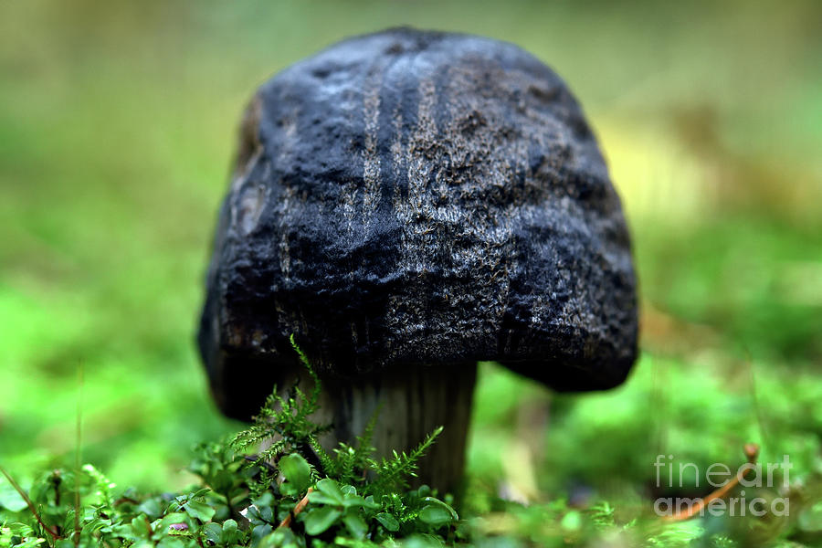 Cool Looking Mushroom Photograph By Terry Elniski - Fine Art America