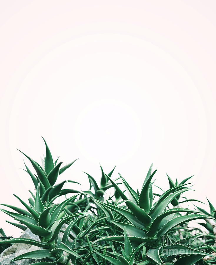 Cool Minimal Nature Design With Aloe Vera Plant In Pastel And Gr