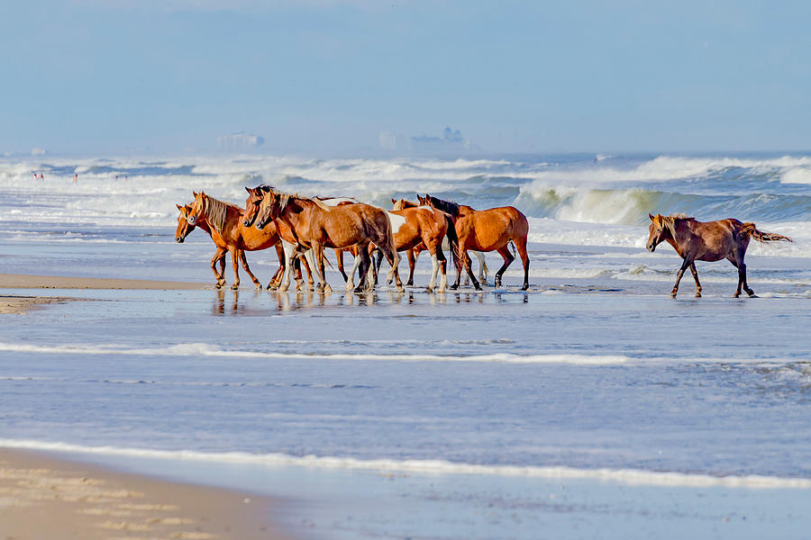 Cooling down in the Ocean Photograph by Rolfe Hokanson - Fine Art America