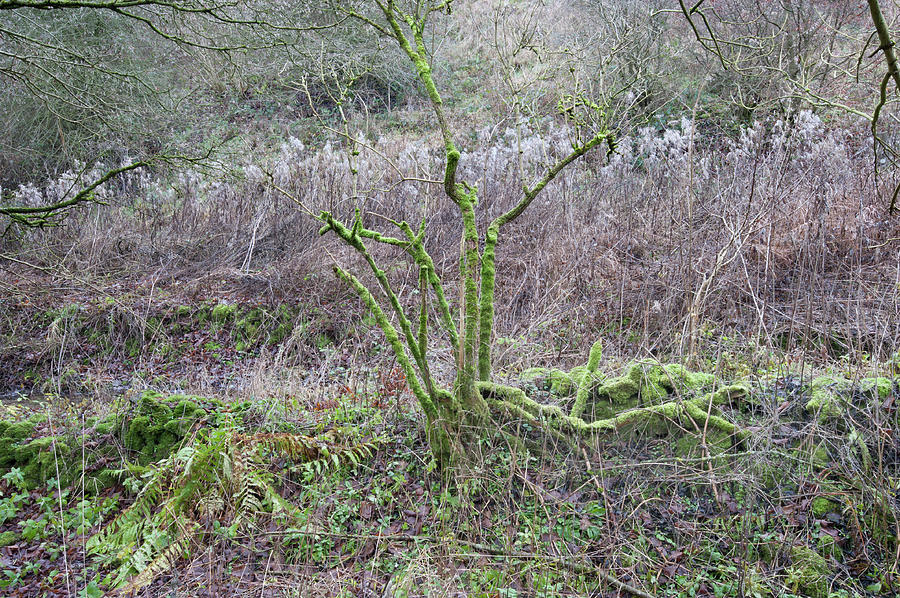 Coombsdale December by Jerry Daniel Coombsdale December by Jerry Daniel