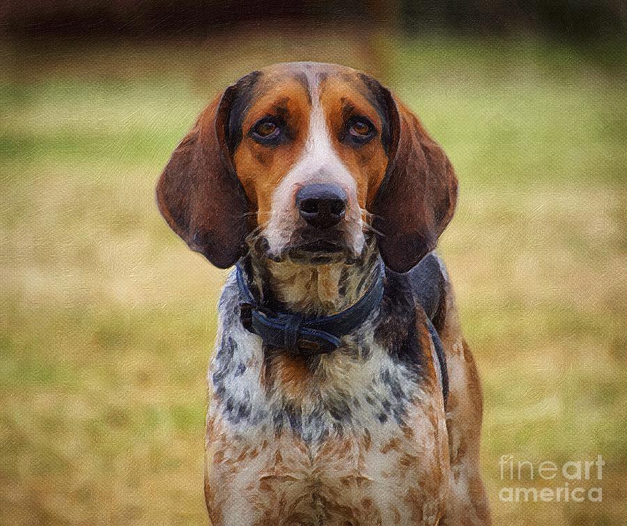 coonhound puzzle