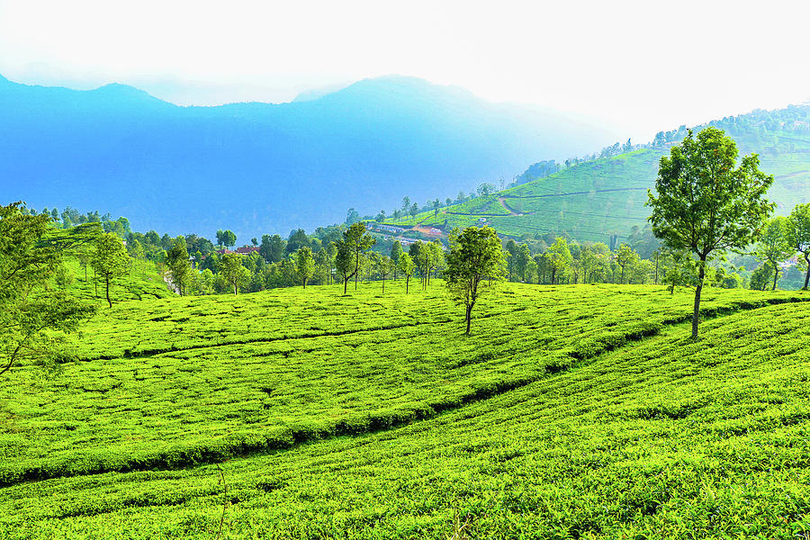 Coonoor Valley, India Photograph by Himadri Roy - Fine Art America