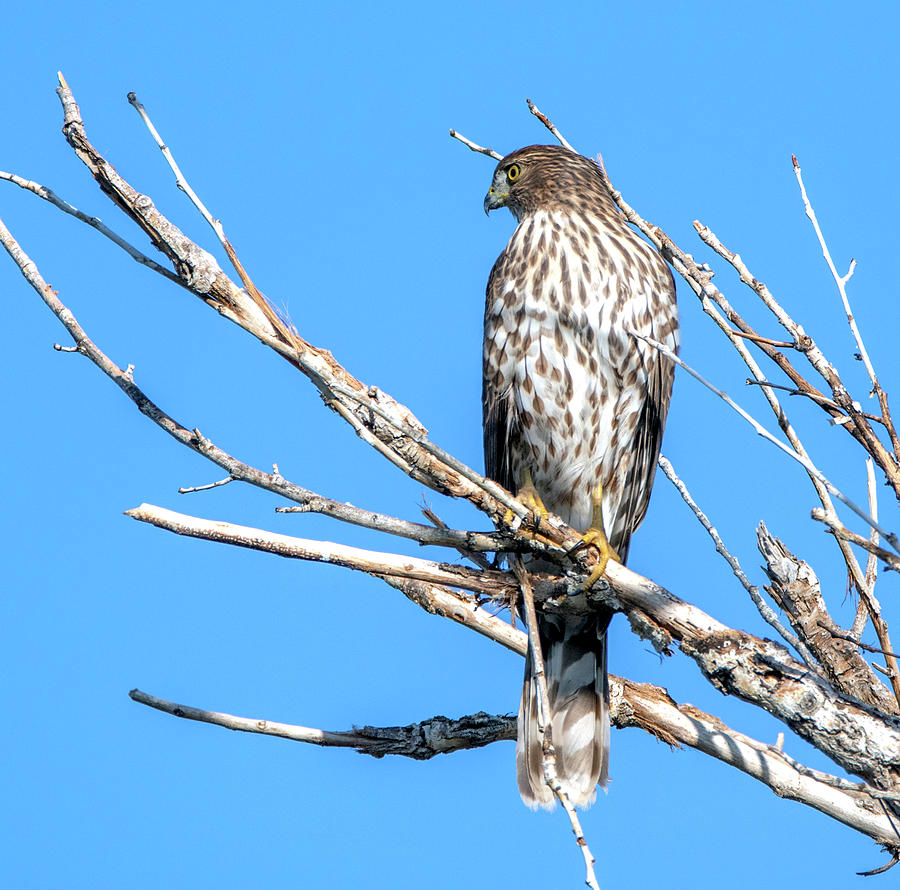 Coopers Hawk 1550-101819 Photograph by Tam Ryan
