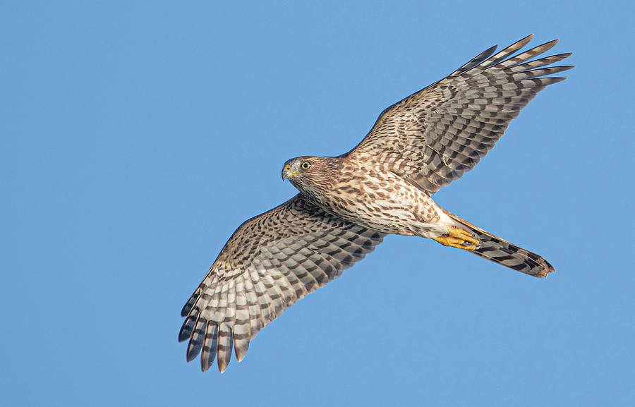 Coopers Hawk 4524-091019 Photograph by Tam Ryan