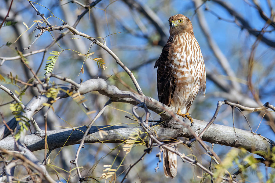 Coopers Hawk 9801-010419-1 Photograph by Tam Ryan