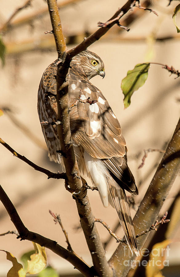 Coopers Hawk Hunting Photograph by Dennis Hammer