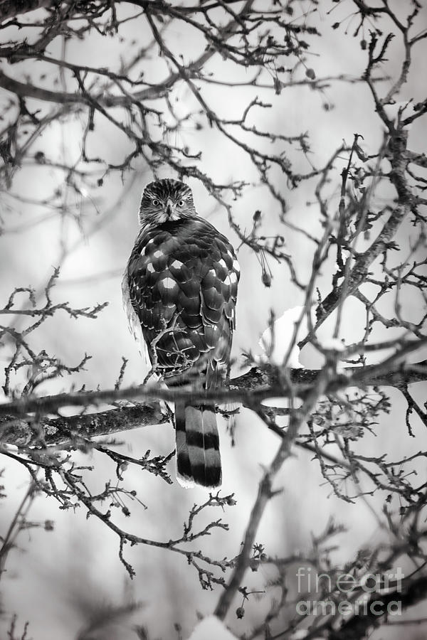 Coopers Hawk In A Snowy Tree BW Photograph by Sharon McConnell