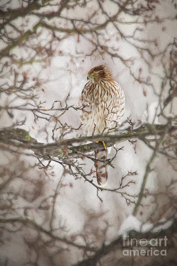 Coopers Hawk In A Winter Tree Photograph by Sharon McConnell