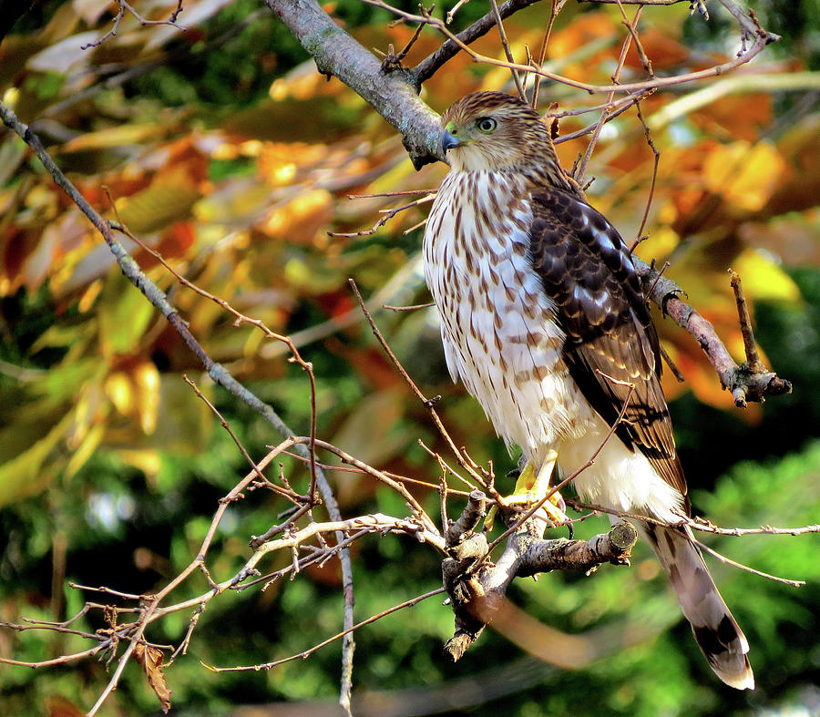 Coopers Hawk in Autumn Photograph by Linda Stern