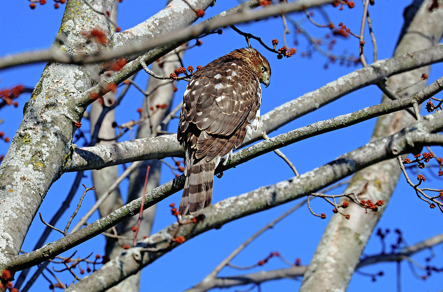 Coopers Hawk In Fall Photograph